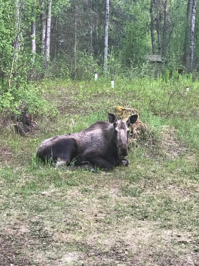 Meandering Moose Lodging تالكيتنا المظهر الخارجي الصورة