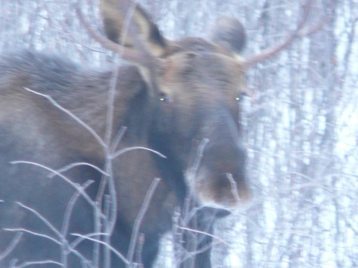 Meandering Moose Lodging تالكيتنا المظهر الخارجي الصورة